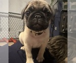 Small #28 Breeder Profile image
