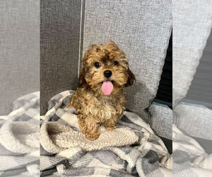 Medium Breeder Profile Photo