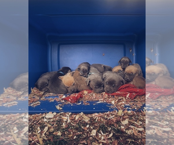 Medium Photo #1  Breeder Profile in WEST ORANGE, NJ, USA