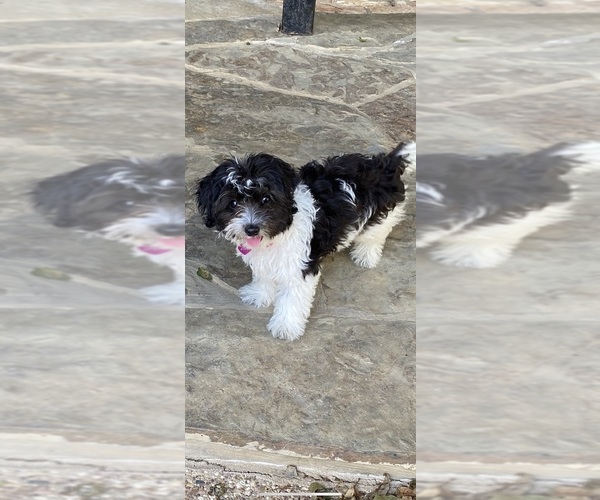 Medium Photo #1  Breeder Profile in GRANDVIEW, TX, USA