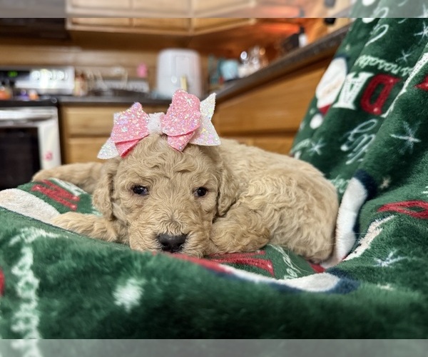 Medium Photo #12  Breeder Profile in HAZEL GREEN, KY, USA