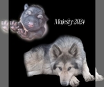 Small #10 Breeder Profile image