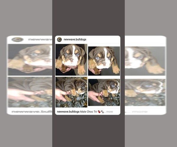 Medium Photo #1  Breeder Profile in APPLE VALLEY, CA, USA