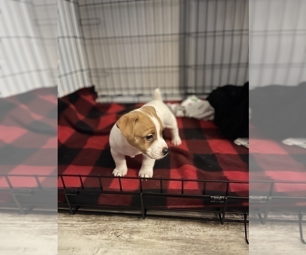 Medium Photo #1  Breeder Profile in CLEWISTON, FL, USA