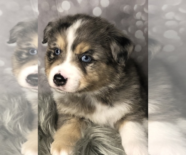 Medium Photo #1  Breeder Profile in JERSEYVILLE, IL, USA