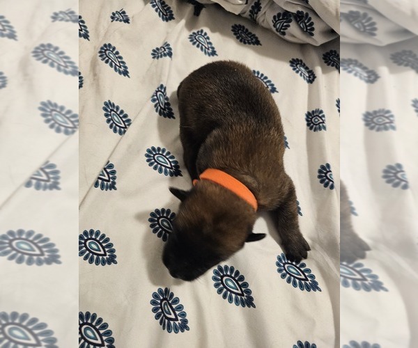 Medium Photo #6  Breeder Profile in SHICKSHINNY, PA, USA