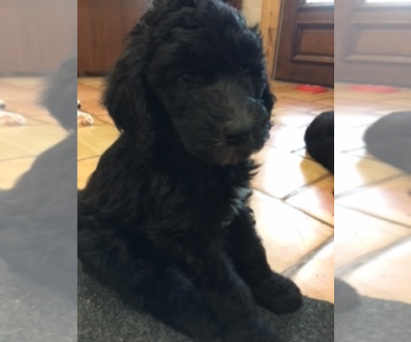 Medium Photo #1  Breeder Profile in MAGNOLIA, TX, USA