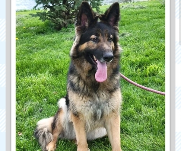 Medium Photo #4  Breeder Profile in NEW BREMEN, OH, USA