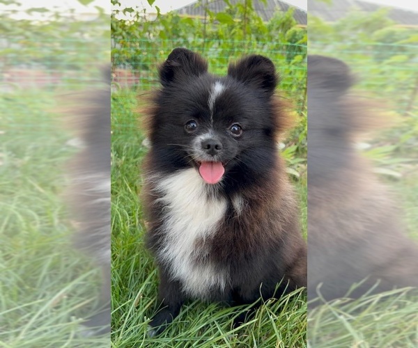 Medium Photo #1  Breeder Profile in BROOKLYN, NY, USA