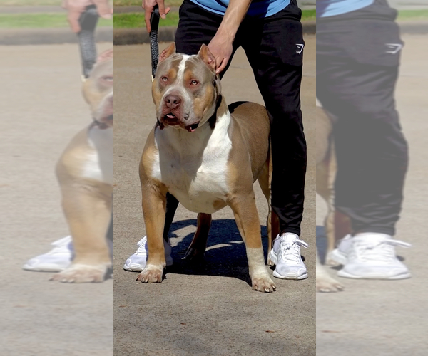 Medium Photo #1  Breeder Profile in SUGAR LAND, TX, USA