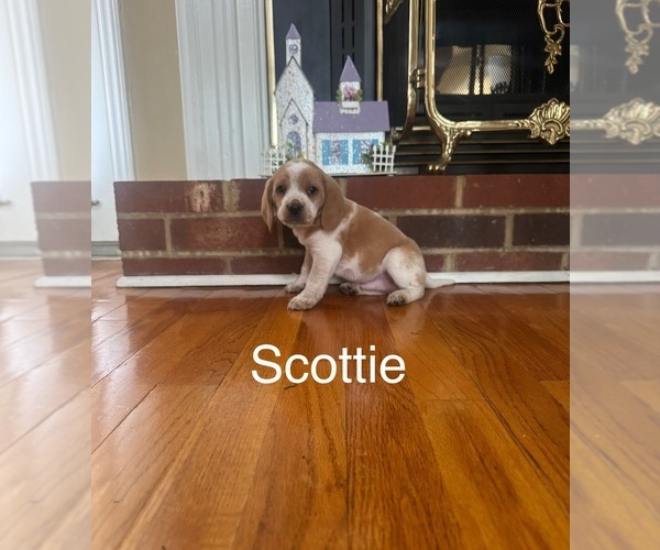 Medium Photo #7  Breeder Profile in NATHALIE, VA, USA