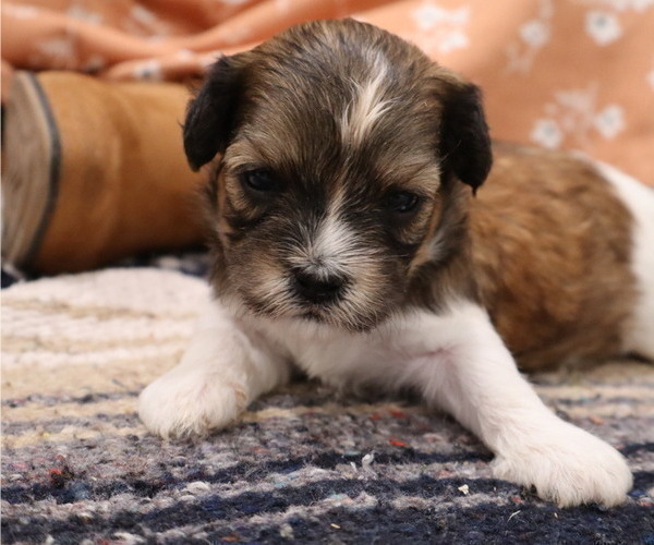 Medium Photo #39  Breeder Profile in THORP, WI, USA