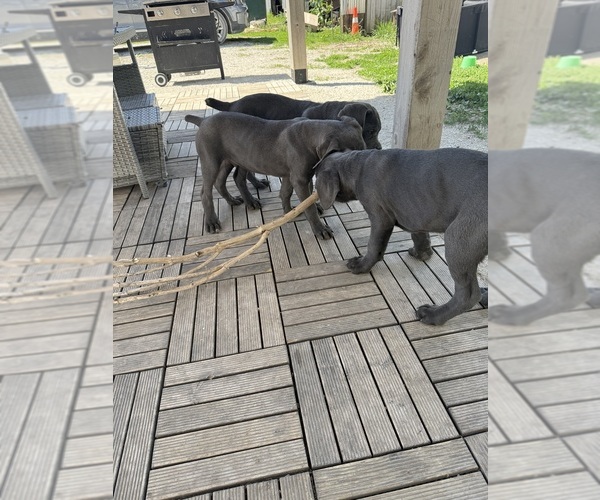 Medium Photo #19  Breeder Profile in STUART, IA, USA