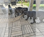 Small Photo #19  Breeder Profile in STUART, IA, USA