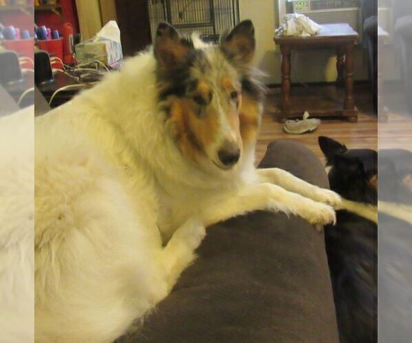 Medium Photo #12  Breeder Profile in HIGH POINT, NC, USA