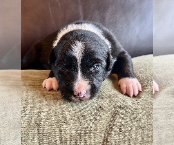 Medium Photo #52  Breeder Profile in CAMAS, WA, USA