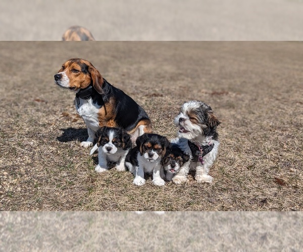 Medium Photo #1  Breeder Profile in MOUNT HAMILTON, CA, USA