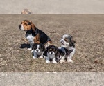 Small breeder photo