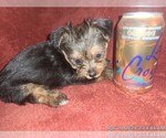 Small #184 Breeder Profile image
