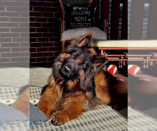 Medium Photo #9  Breeder Profile in GADSDEN, AL, USA