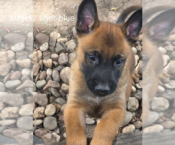 Medium Photo #13  Breeder Profile in OSHKOSH, WI, USA