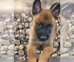 Small #12 Breeder Profile image