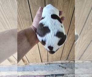 English Springer Spaniel Dog Breeder near GREELEY, KS, USA