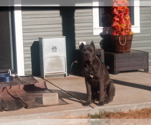 Medium Photo #15  Breeder Profile in REEVESVILLE, SC, USA