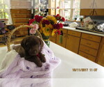 Small Photo #1  Breeder Profile in TUSTIN, MI, USA