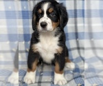 Small Photo #7  Breeder Profile in BERGHOLZ, OH, USA