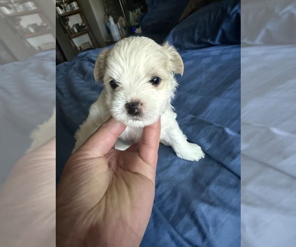 Medium Photo #10  Breeder Profile in SAN JOSE, CA, USA