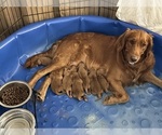 Small #11 Breeder Profile image