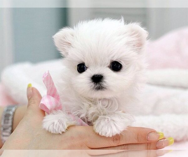 Medium Photo #12  Breeder Profile in PEMBROKE PINES, FL, USA