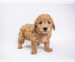 Small #20 Breeder Profile image