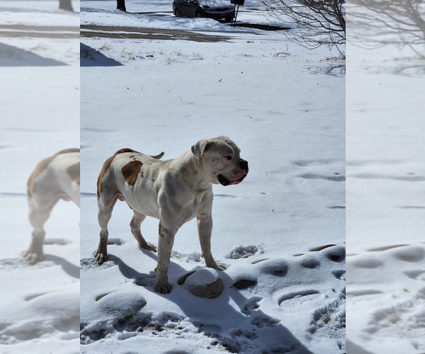 Medium Photo #1  Breeder Profile in AURORA, CO, USA