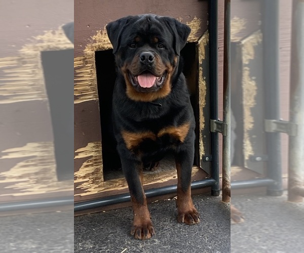 Medium Photo #12  Breeder Profile in HUGHESVILLE, MD, USA