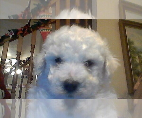 Medium Photo #1  Breeder Profile in LORAIN, OH, USA