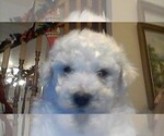 Small breeder photo