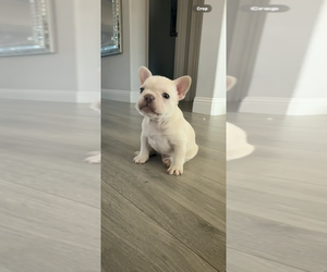 French Bulldog Dog Breeder near MIDLOTHIAN, TX, USA