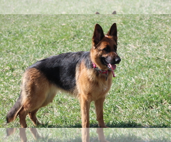 Medium Photo #1  Breeder Profile in VOLGA, SD, USA