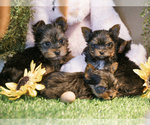 Small #1 Breeder Profile image
