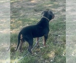 Small #1 Breeder Profile image