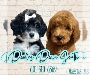 Medium Breeder Profile Photo