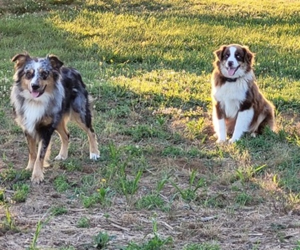 Medium Photo #1  Breeder Profile in ISLAND, KY, USA