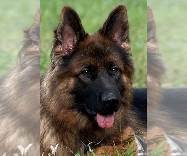 Medium Photo #17  Breeder Profile in COVINGTON, LA, USA