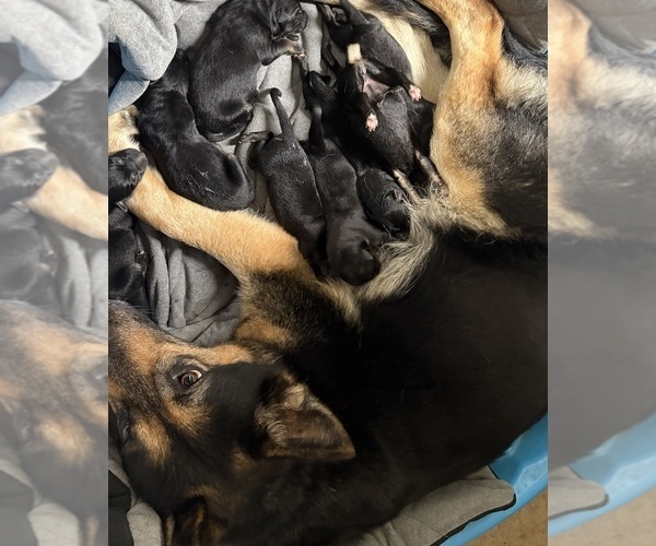 Medium Photo #12  Breeder Profile in SEAGROVE, NC, USA