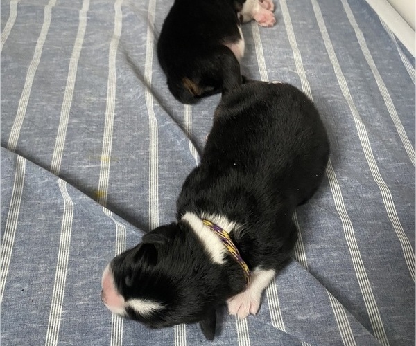 Medium Photo #9  Breeder Profile in ONAWAY, MI, USA
