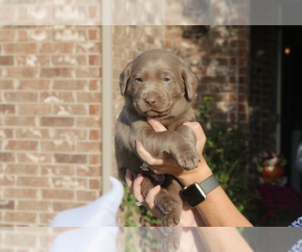 Medium Photo #1  Breeder Profile in FAYETTEVILLE, AR, USA