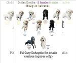 Small breeder photo