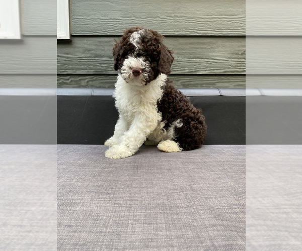 Medium Photo #15  Breeder Profile in VANCOUVER, WA, USA